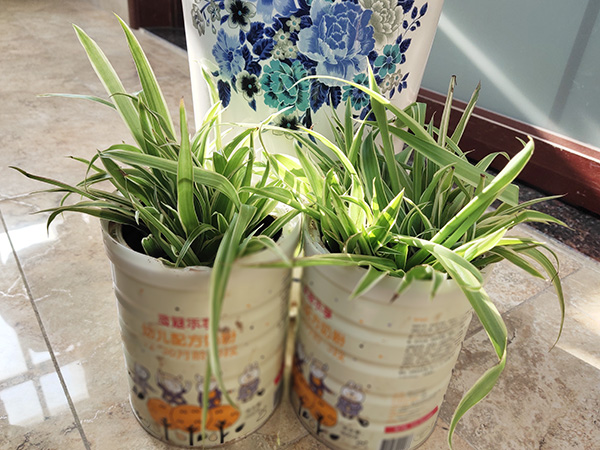 1617668056719593.jpeg 盆栽.jpg