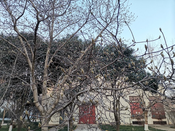 1643794702936734.jpeg 安環(huán)樓前的玉蘭花“含苞待放.jpg