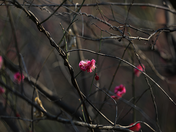 141741932476158526.jpg 微信圖片_20250314095033.jpg