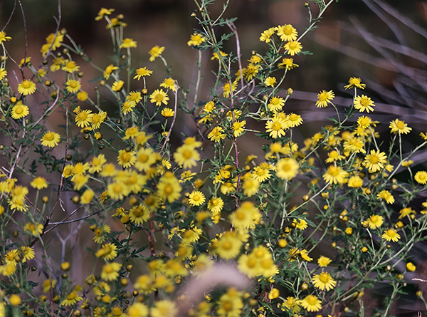291761734686109819.jpg 野菊花-黨曉鵬拍攝.jpg